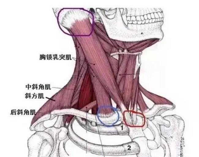 图片4 (复制).jpg